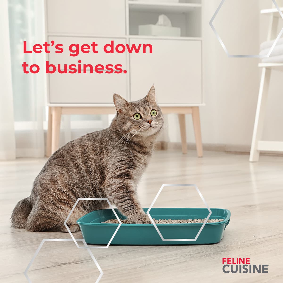 do-you-know-how-to-house-train-your-cat-pet-cuisine