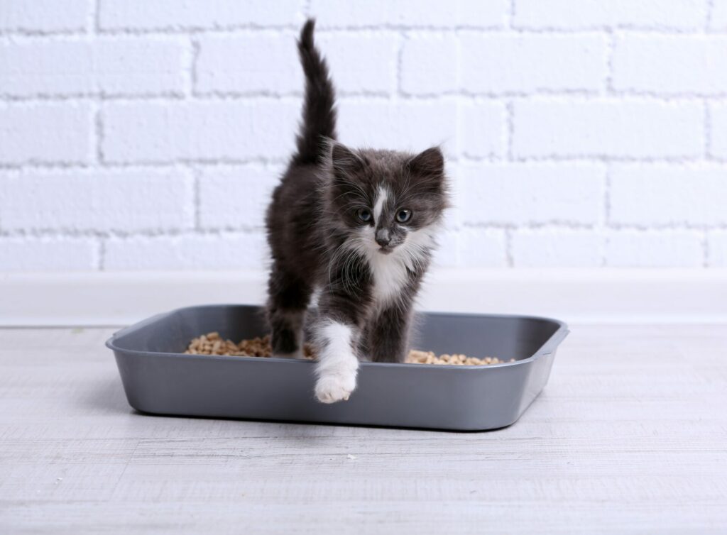 Small gray kitten using a litter tray on the floor