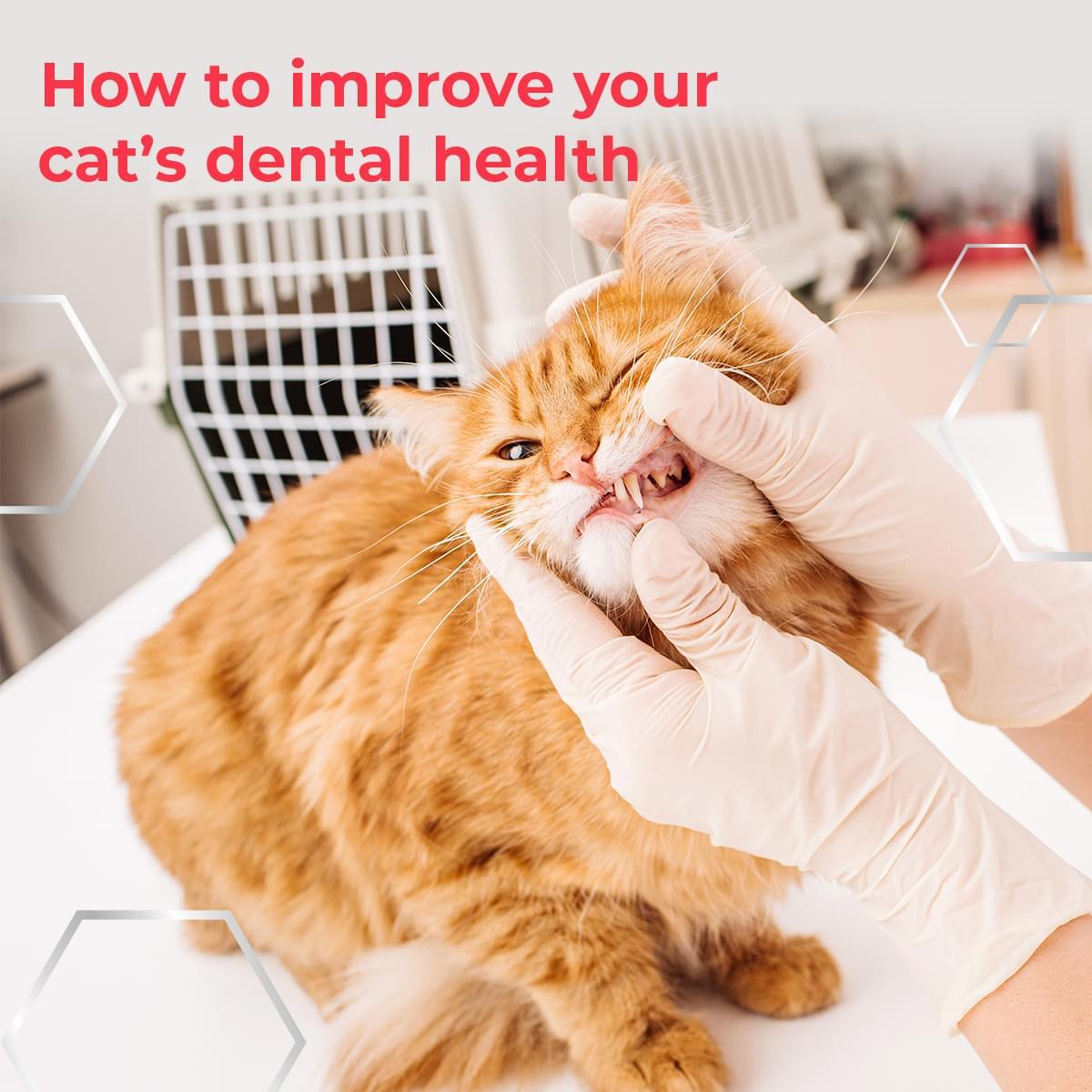 How to Keep Your Cat's Teeth Clean - Pet Cuisine