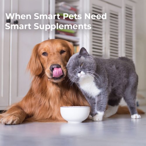 Smart Supplements for Smart Pets