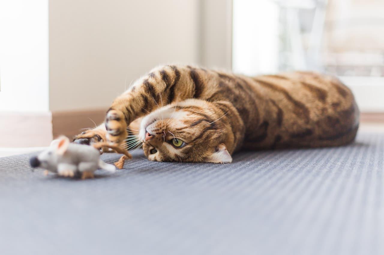 Cat Addressing Understanding & Addressing Cat Behavior | Pet Cuisine