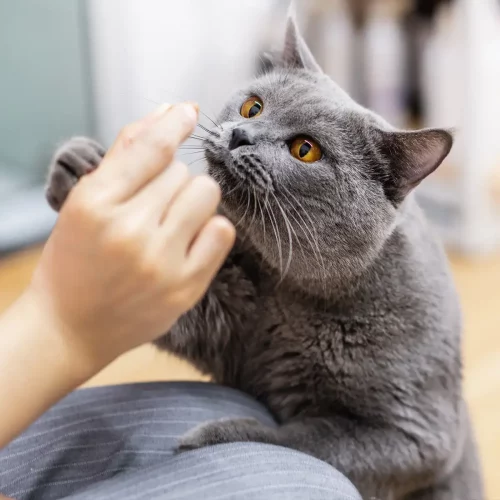 Why your cat needs a high-quality protein diet