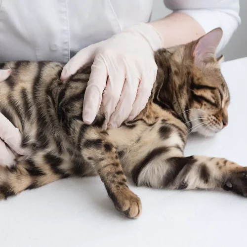 How to prevent health problems in cats with routine vet visits