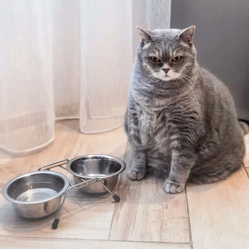 Choosing the right cat food for your kitten, adult or senior cat